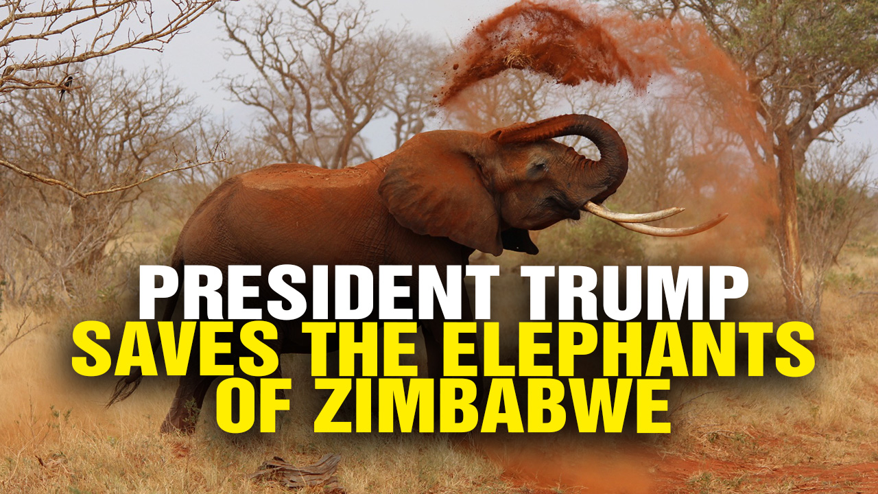 Image: President Trump SAVES Zimbabwe Elephants (Video)