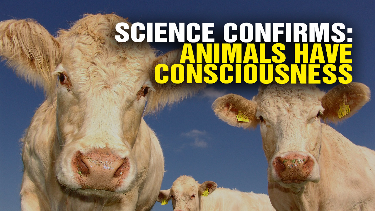 Image: Science Confirms ANIMALS Are CONSCIOUS Beings (Video)