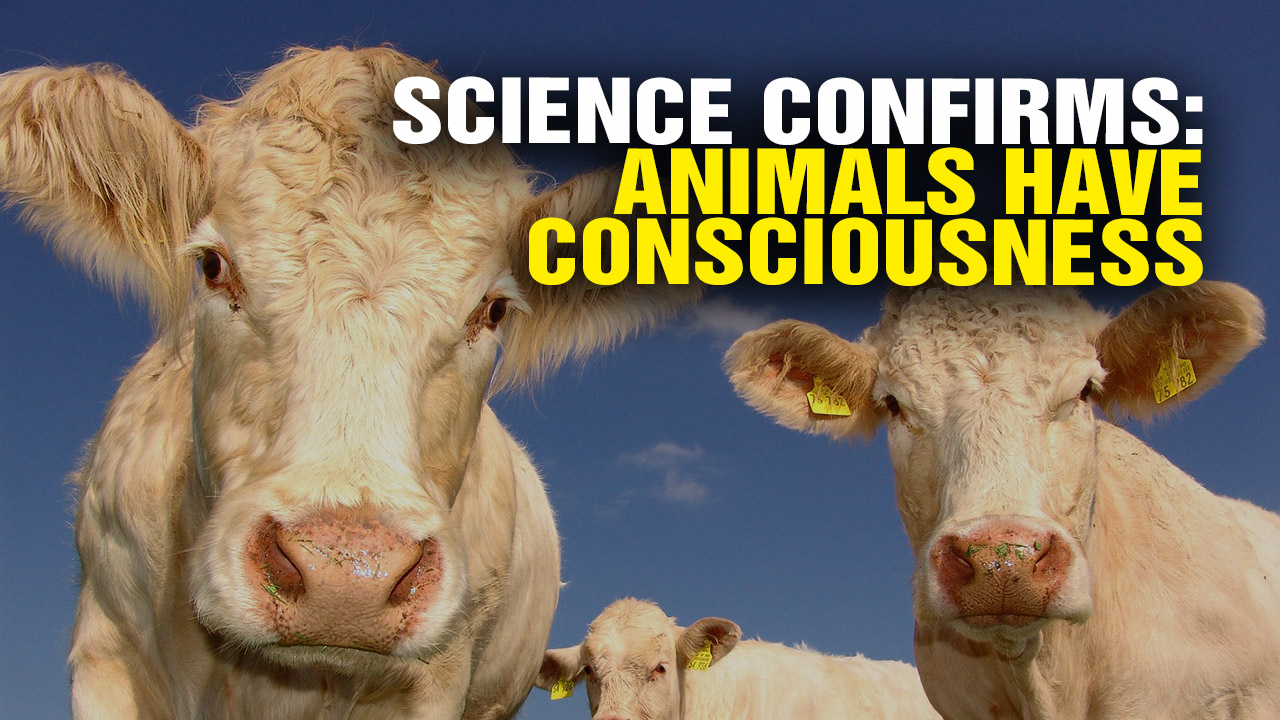 Science Confirms ANIMALS Are CONSCIOUS Beings (Video)