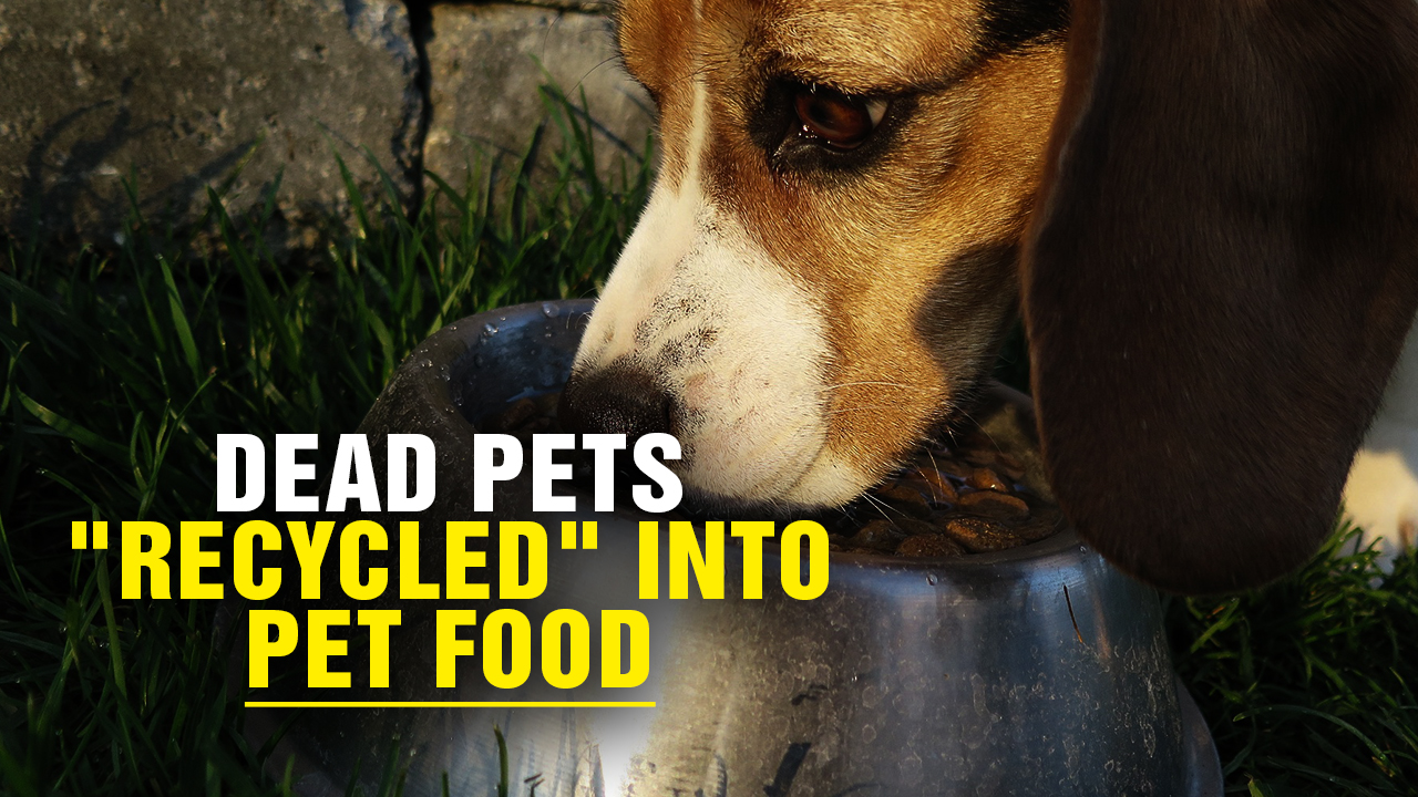 Image: Dead Pets “Recycled” Into PET FOOD (Podcast)