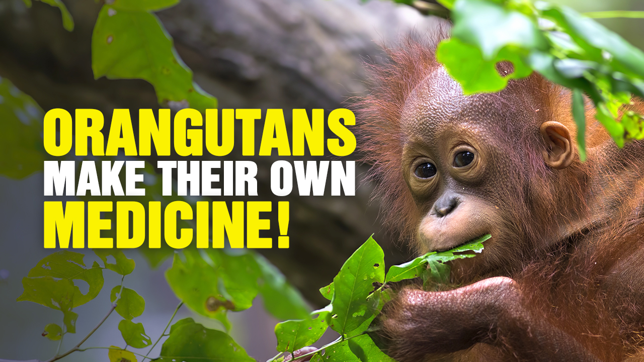 Image: Orangutans Make Their Own Natural MEDICINE (Podcast)