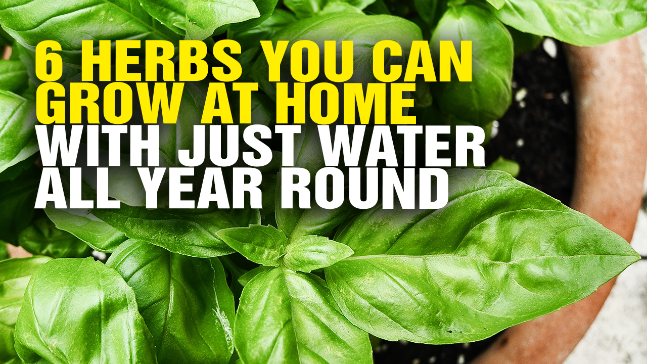 Image: 6 Herbs You Can Grow at Home with Just Water All Year Round (Video)